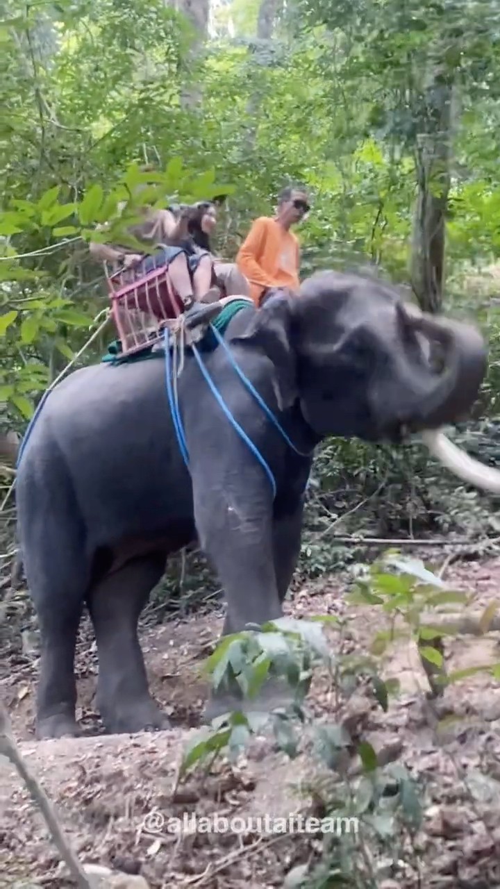 Paih Pieya Naik Gajah! Habis Bergoyang Kena Goyangan Encik Gajah ? #aipaih #aipieya #aiteam